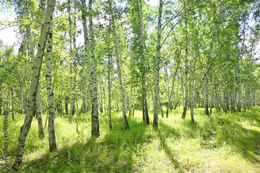 birch forest