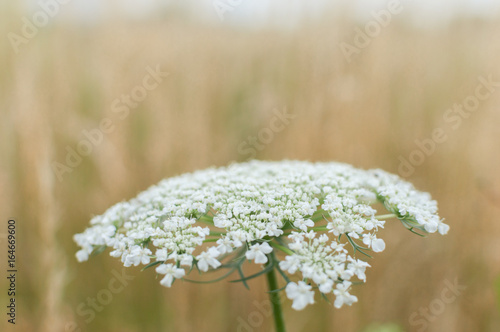 digital backdrop for newborn photography