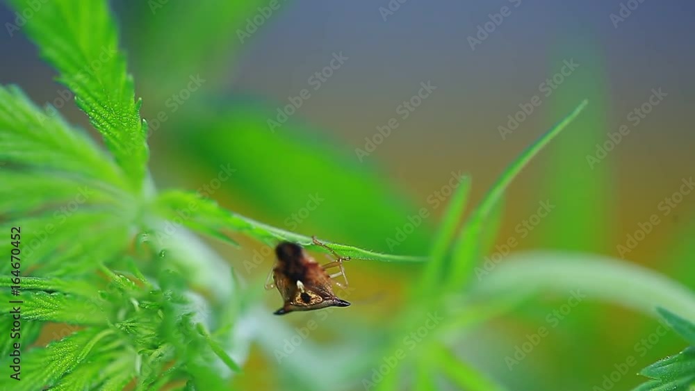 Video insect crawling on the leaf of hemp Video insect crawling on the leaf of hemp
