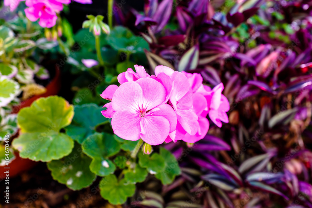 Pink flowers bloom in the garden on a background of green leaves. Pink flowers bloom in the garden on a background of green leaves.