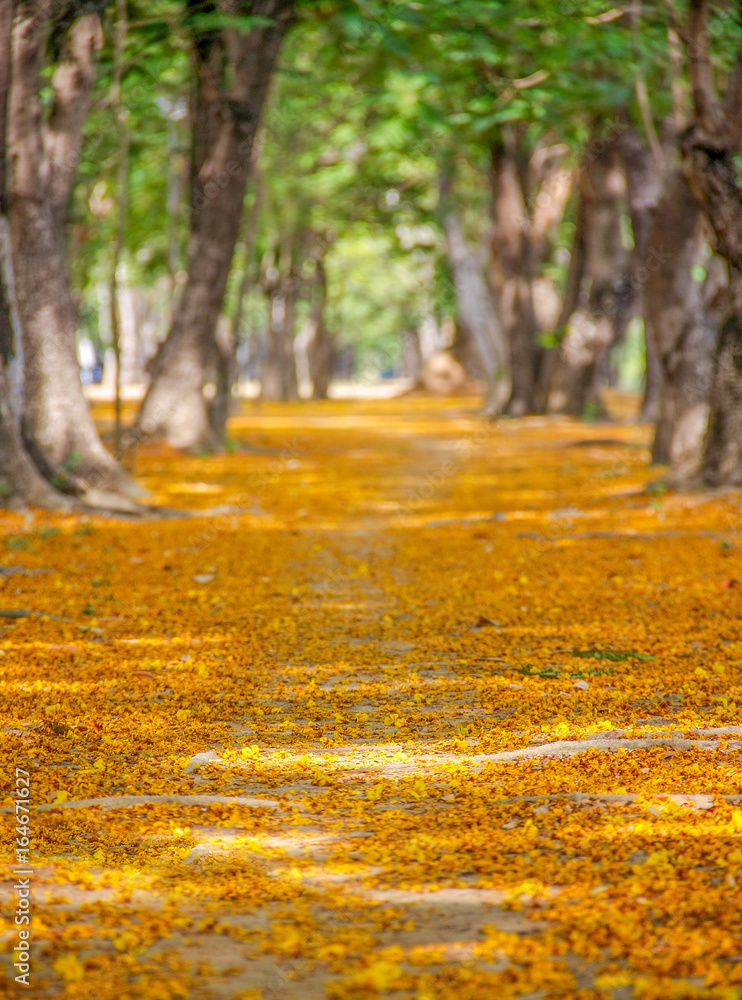 pathway with yellow flowers