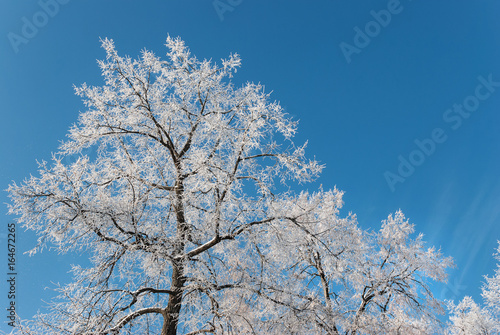 Winter frosty morning