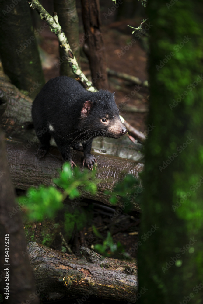 Tasmanian Devil found during the day in Tasmania. Tasmanian Devil found during the day in Tasmania.