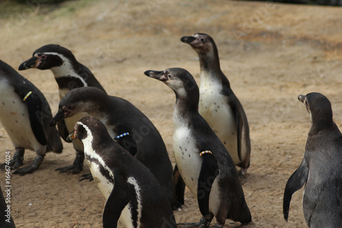 The Humboldt penguin  Spheniscus humboldti 