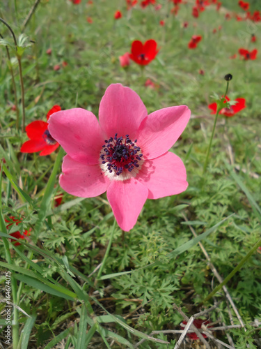 pink anemone flower © Emma