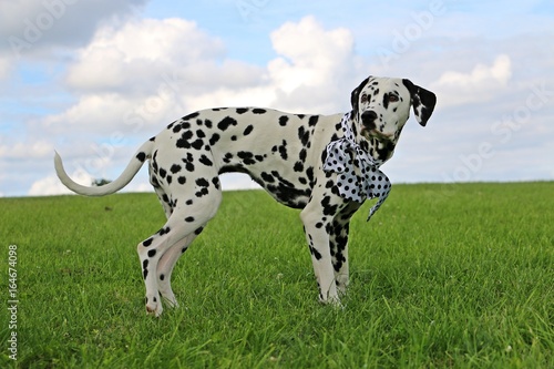 Wallpaper Mural witzig geschmückter dalmatiner im garten Torontodigital.ca