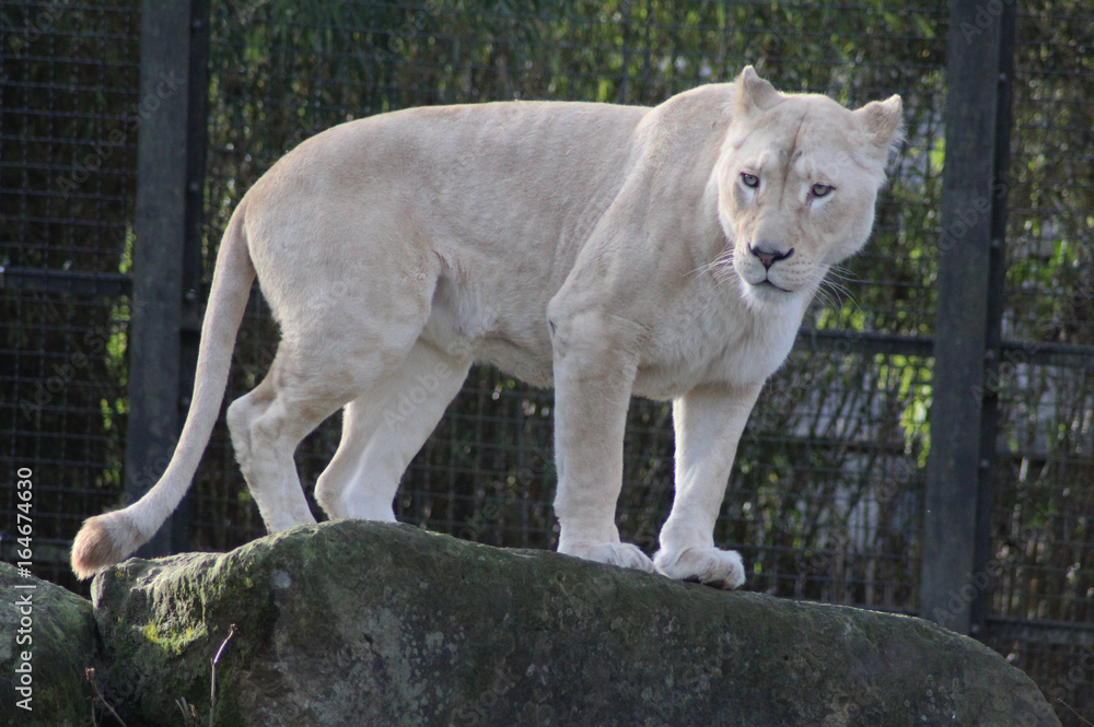 white female lion