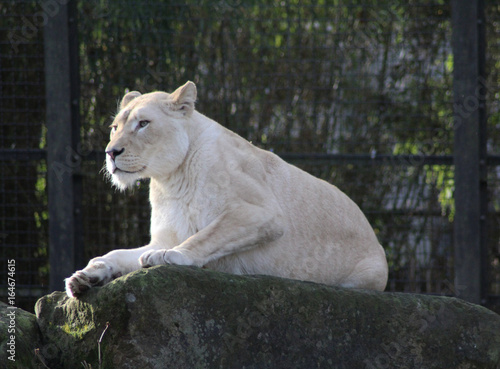 white female lion