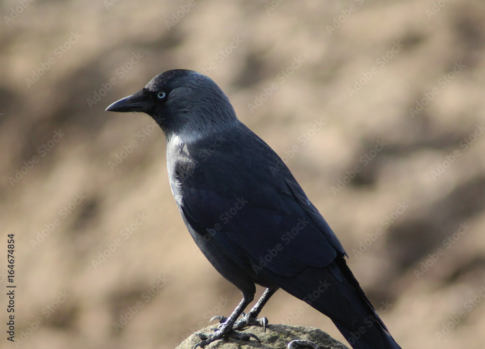 Western jackdaw (Corvus monedula) Western jackdaw (Corvus monedula)