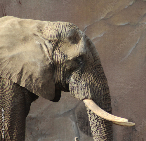 The African bush elephant (Loxodonta africana) photo