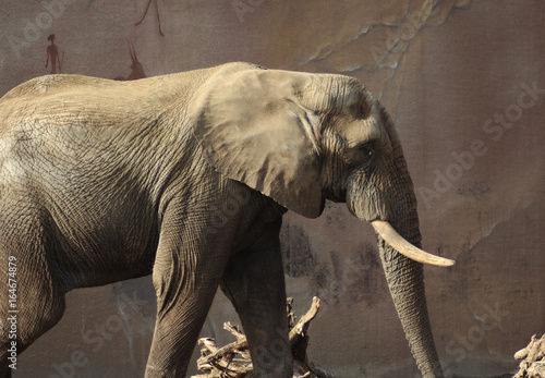 The African bush elephant (Loxodonta africana) photo