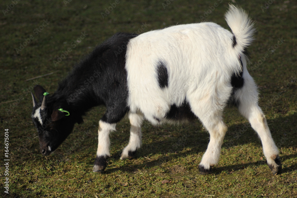 Pygmy goat	