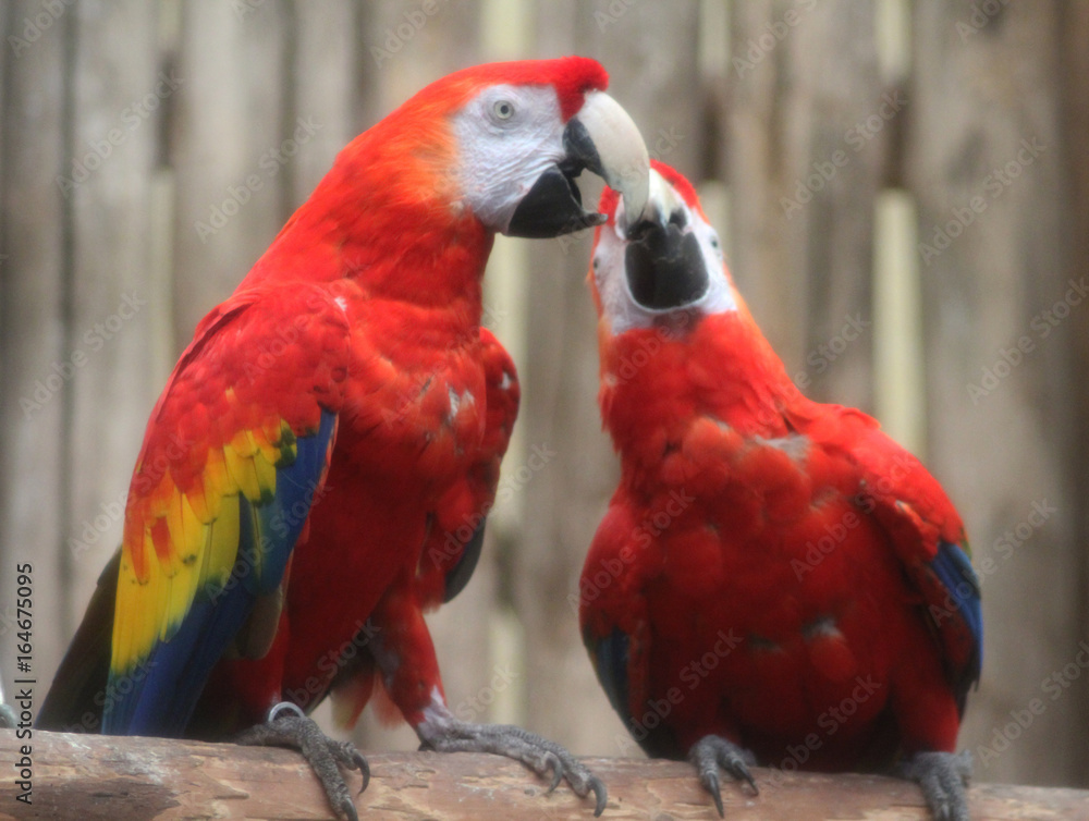 The scarlet macaw (Ara macao)