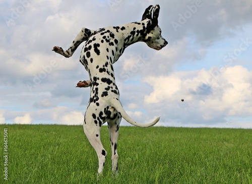 Dalmatiner springt nach einem Lerckerchen