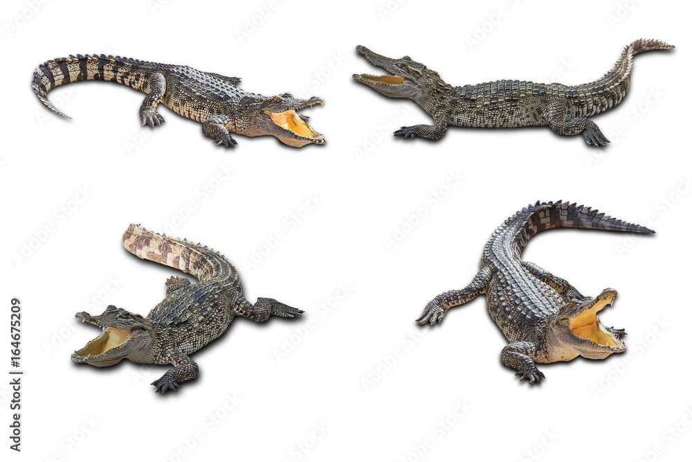 Naklejka premium Freshwater crocodile on white background