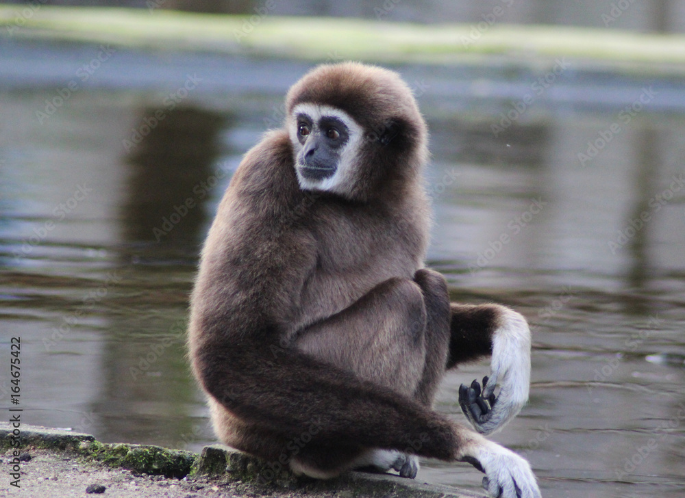Fototapeta premium The lar gibbon (Hylobates lar)
