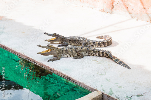 Fotografie Freshwater crocodile
