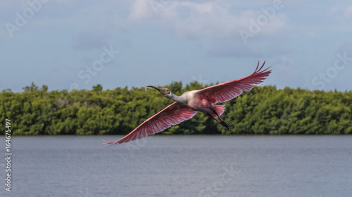 Roseate Spoonbill Flying, J.N. ''Ding'' Darling National Wildlife Refuge, Sanibel Island, Florida, USA
