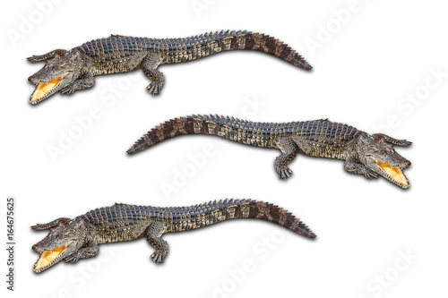 Freshwater crocodile © phoopanotpics
