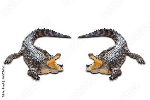 Obraz na plátně Freshwater crocodile