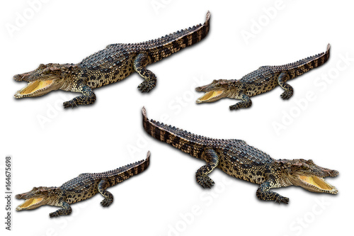 Fotografie Freshwater crocodile