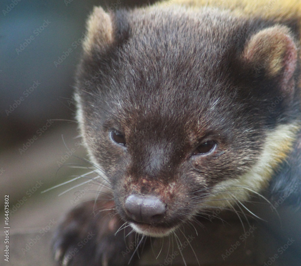 Fototapeta premium The yellow-throated marten (Martes flavigula)