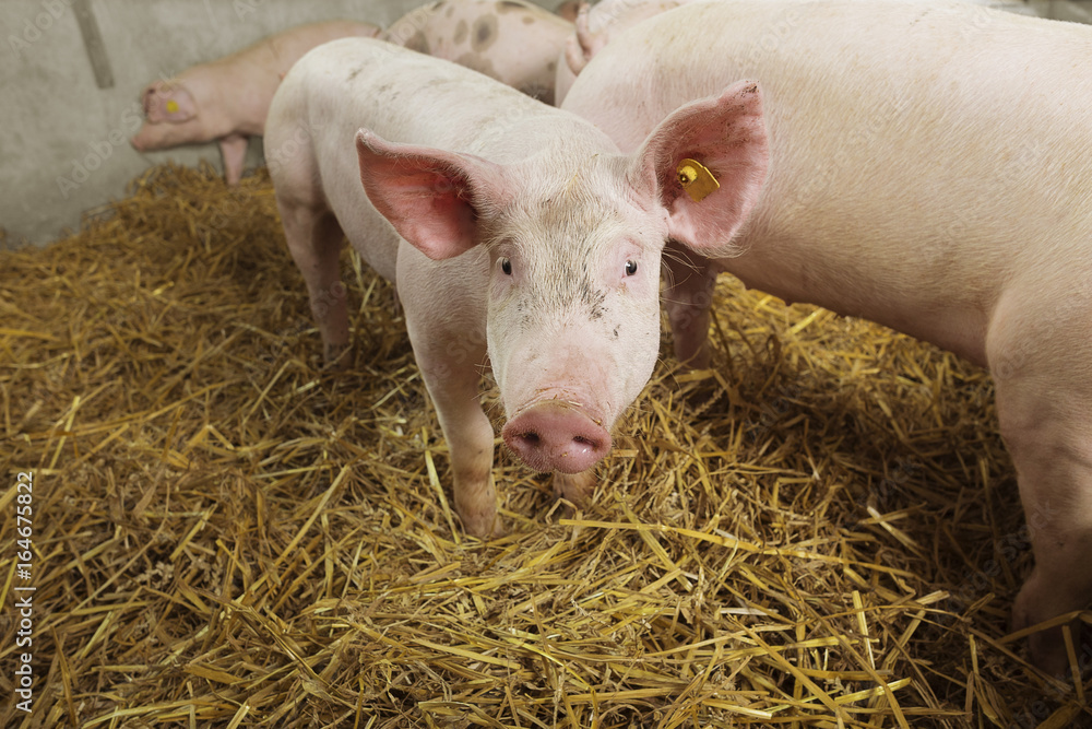 A little, nosy piglet in a straw covered pigsty. A little, nosy piglet in a straw covered pigsty.