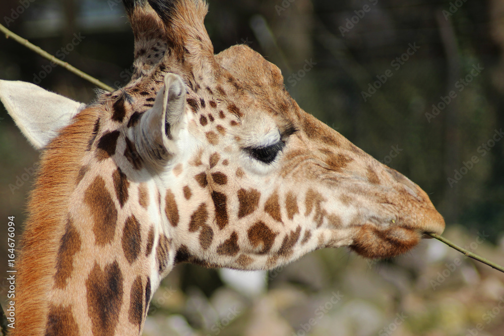 The Rothschild's giraffe (Giraffa camelopardalis rothschildi) The Rothschild's giraffe (Giraffa camelopardalis rothschildi)