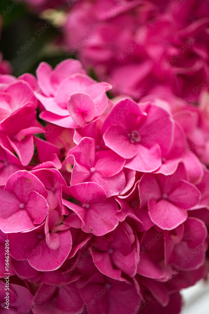 Close-up view of beautiful blooming pink hydrangea flowers