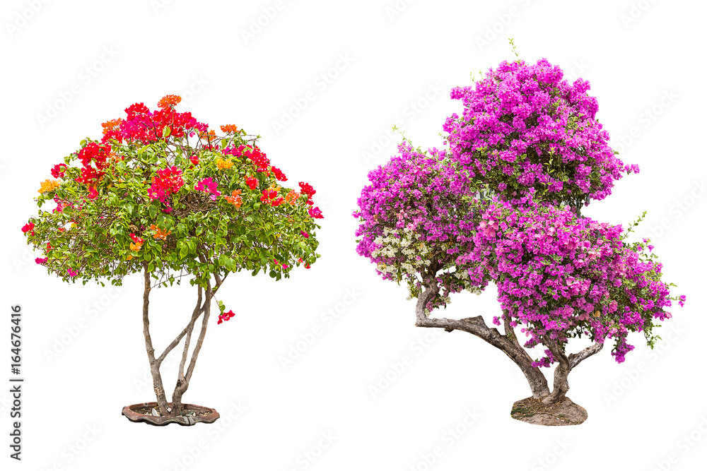 isolated flower tree