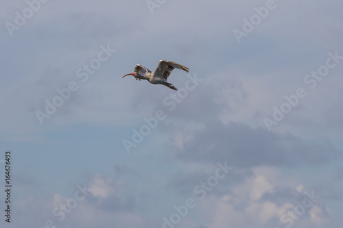 Juvenile White Ibis Flying, J.N. ''Ding'' Darling National Wildlife Refuge, Sanibel Island, Florida, USA