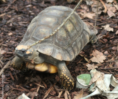 The red-footed tortoise (Chelonoidis carbonaria)