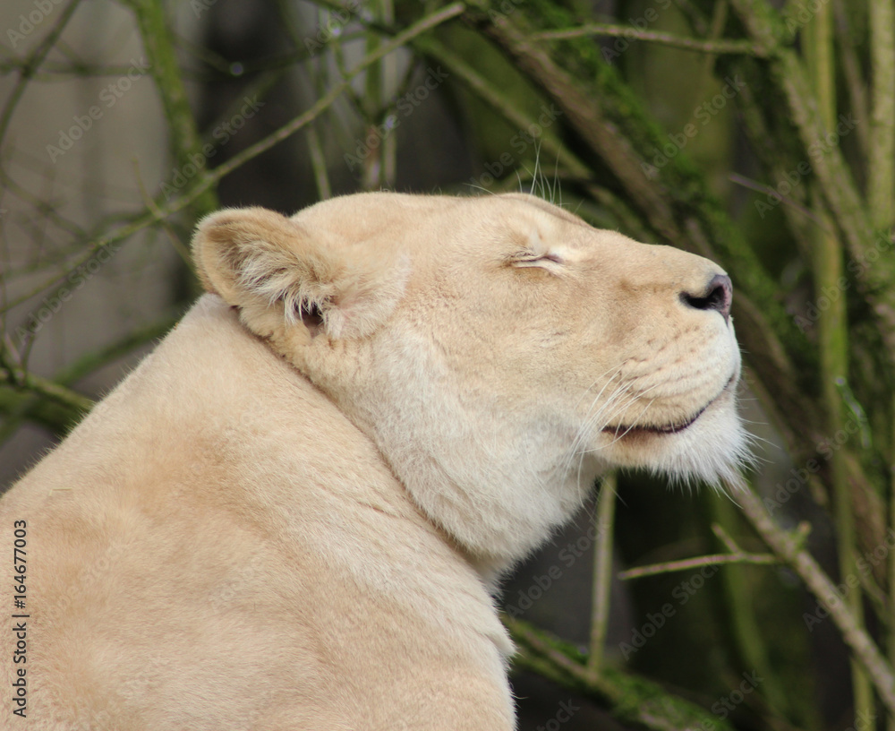 Fototapeta premium white female lion