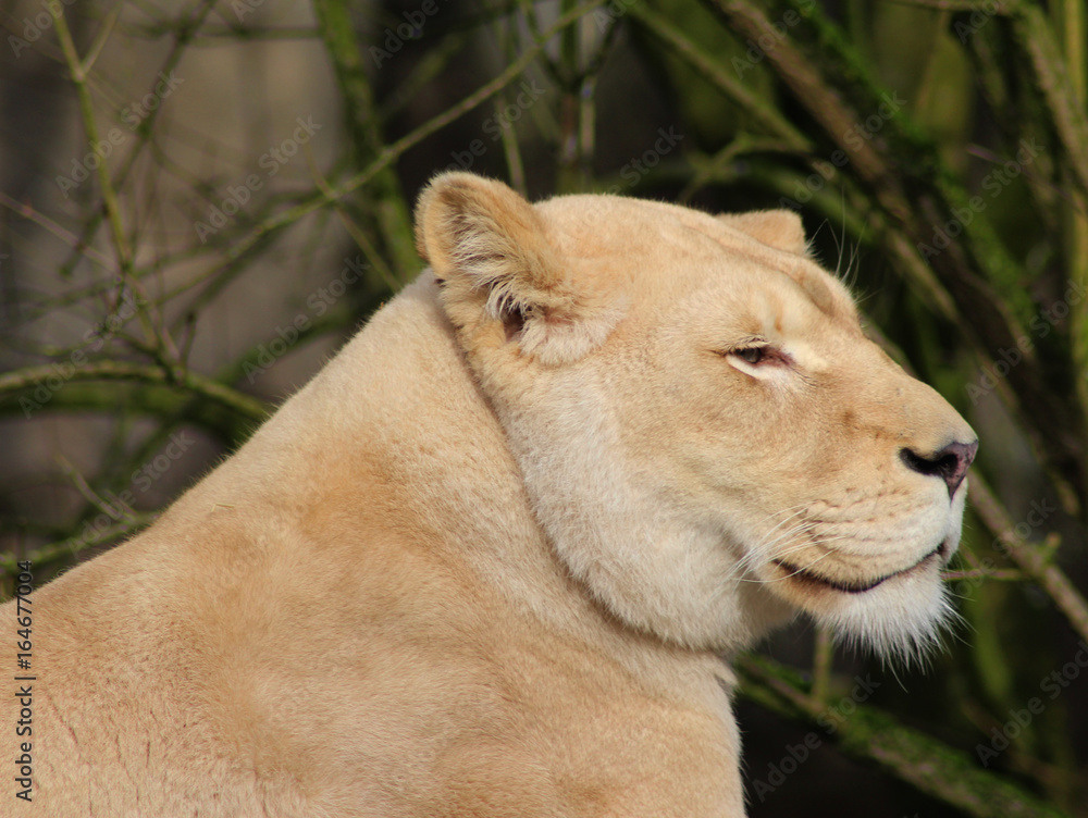 Obraz premium white female lion