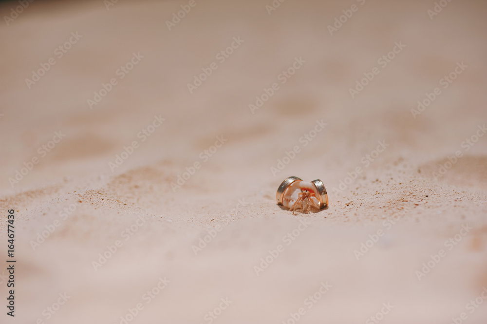 Obraz premium Two rings lie on a crab on the sand