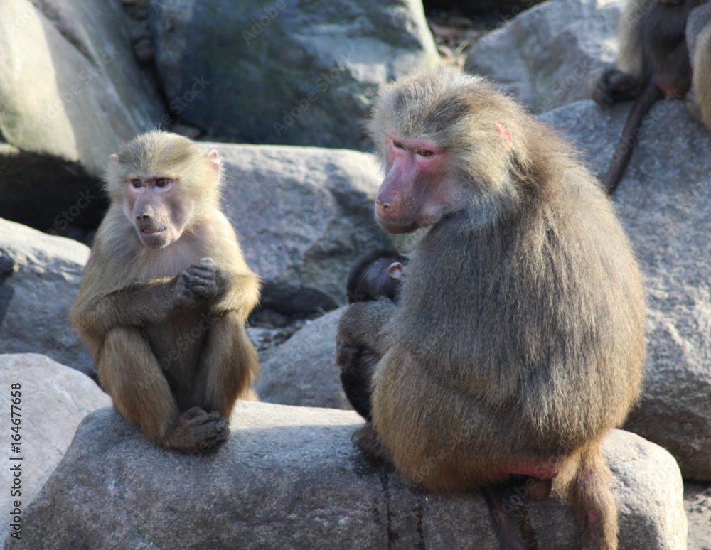 The hamadryas baboon (Papio hamadryas)