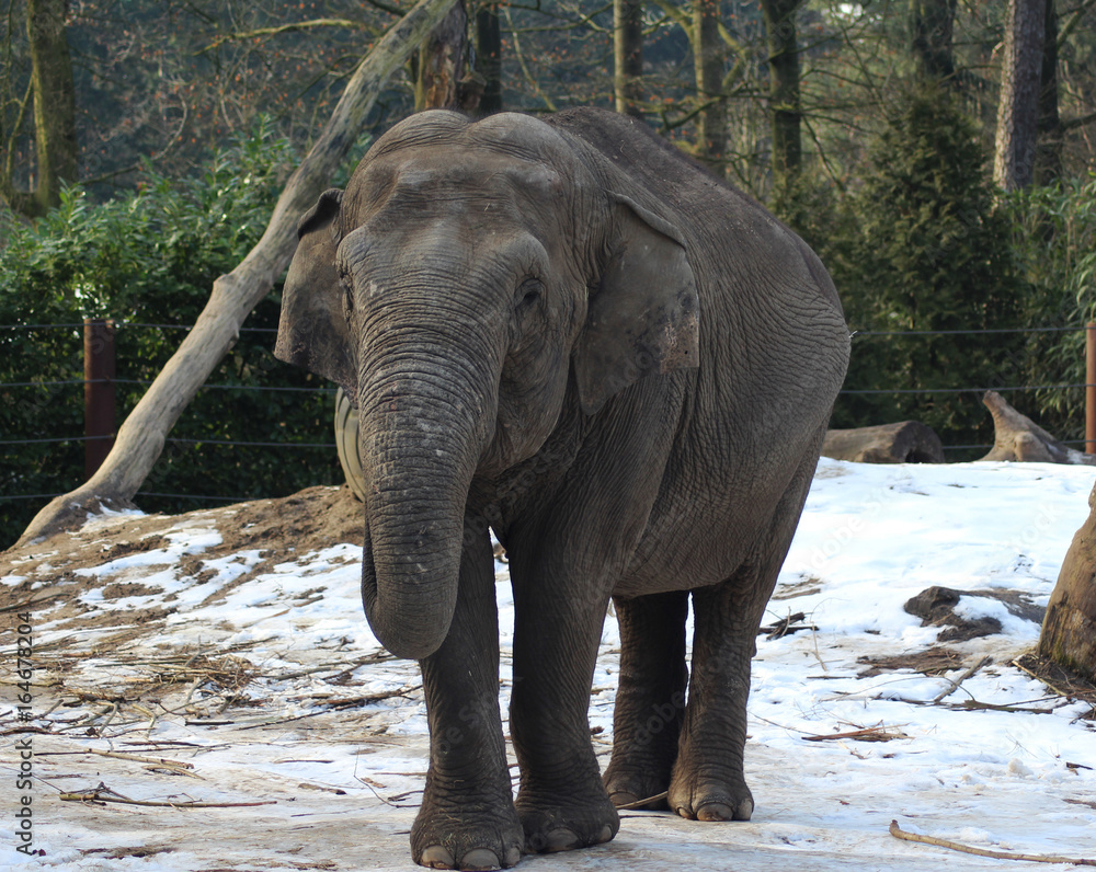 Fototapeta premium Asian elephant (Elephas maximus)