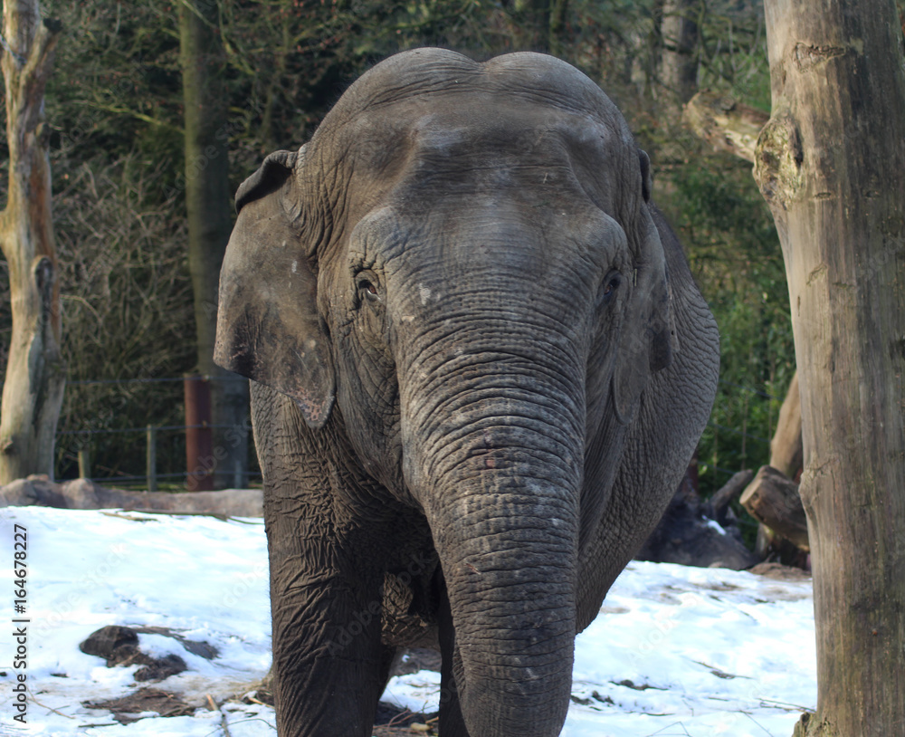Fototapeta premium Asian elephant (Elephas maximus)