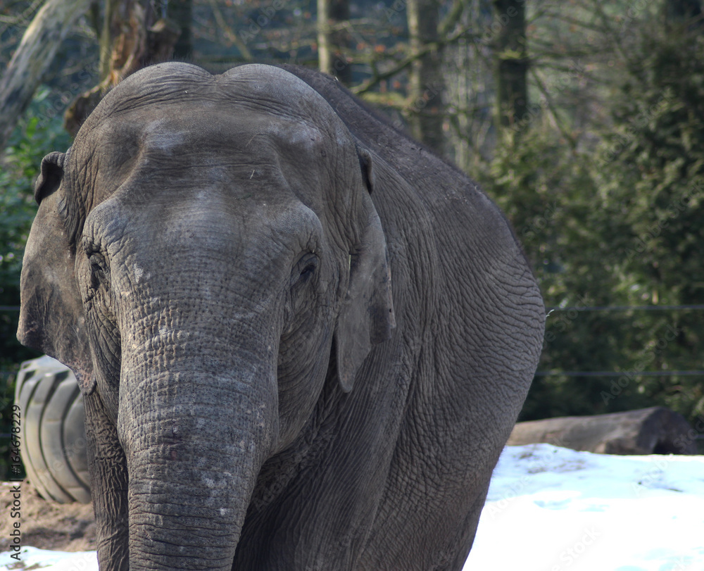 Asian elephant (Elephas maximus) Asian elephant (Elephas maximus)