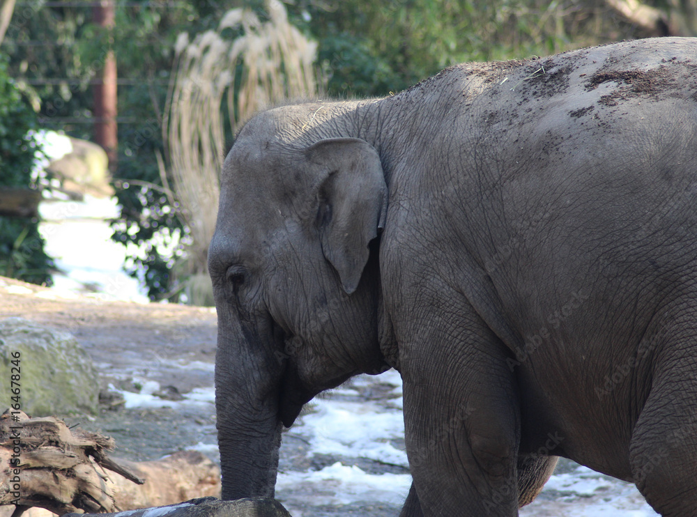 Fototapeta premium Asian elephant (Elephas maximus)