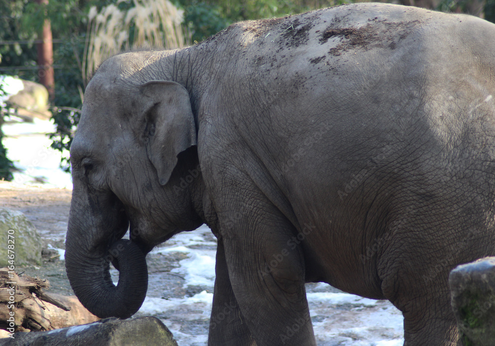Naklejka premium Asian elephant (Elephas maximus)