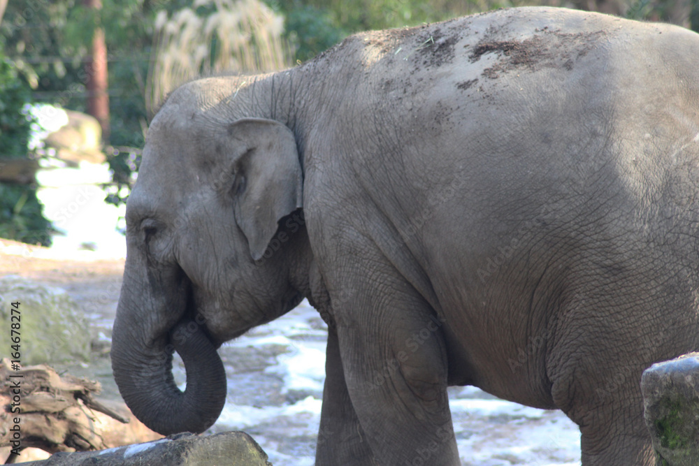 Fototapeta premium Asian elephant (Elephas maximus)