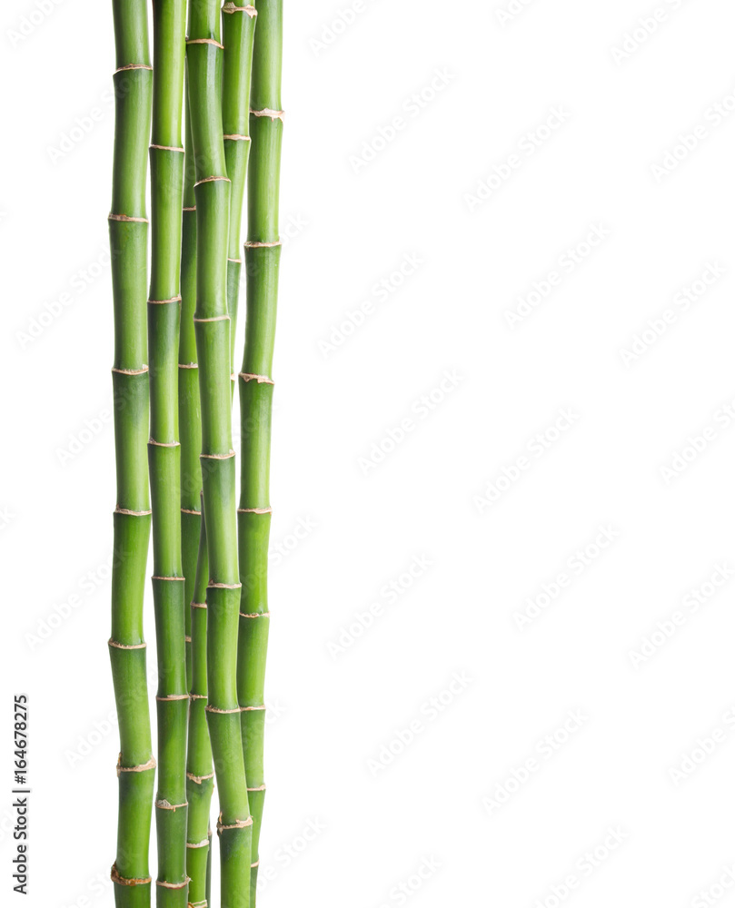 Naklejka premium Branches of Bamboo isolated on white background.