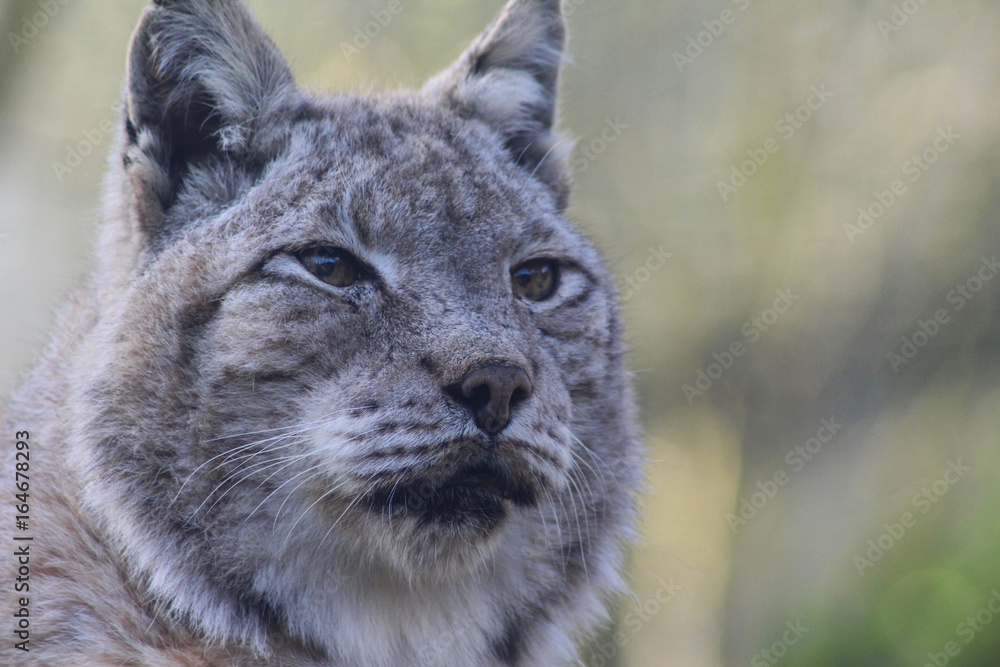 Obraz premium The Eurasian lynx (Lynx lynx)