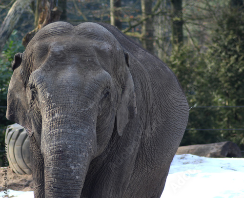 Asian elephant (Elephas maximus)