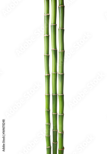 Fototapeta Naklejka Na Ścianę i Meble -  Three branches  of  Bamboo isolated on white background.  Sander's Dracaena