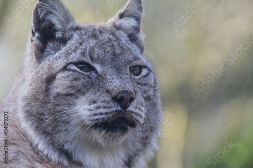 The Eurasian lynx (Lynx lynx) © Michael Meijer