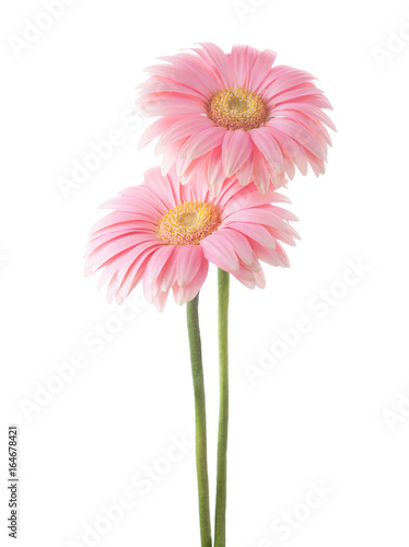 Fototapeta Naklejka Na Ścianę i Meble -  Two light pink gerbera flowers  isolated on white background.