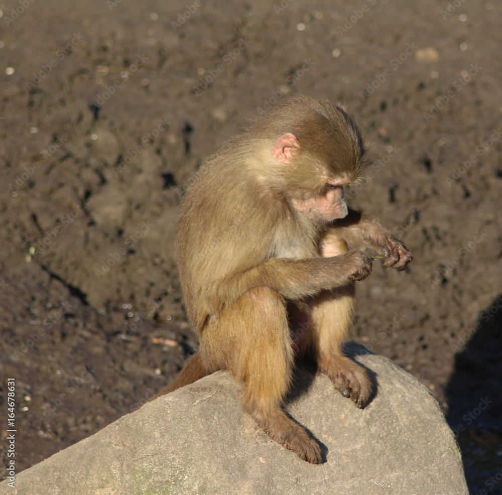 Fototapeta premium The hamadryas baboon (Papio hamadryas)