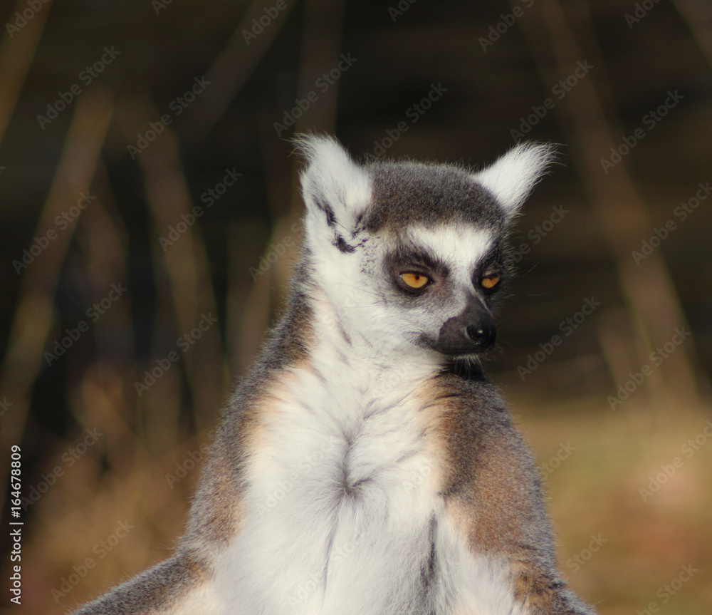 Obraz premium The ring-tailed lemur (Lemur catta) 